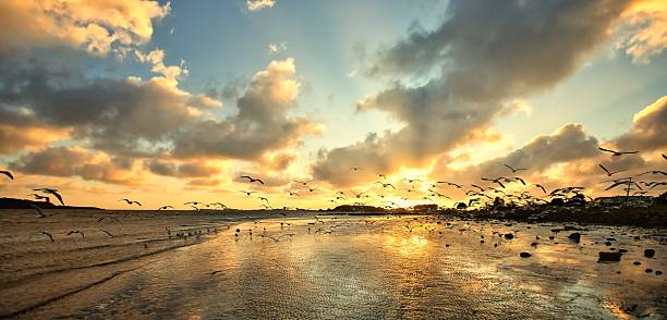 istock Seagull Beach Sunset Lift Off 2232627482