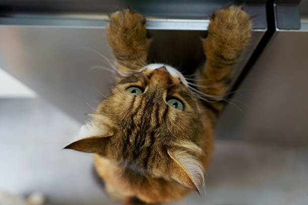 Siberian cat reaching into the fridge