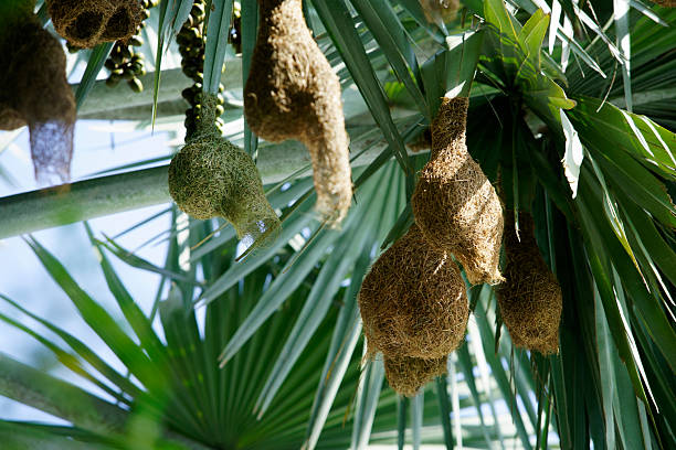 Close-up view of unique nest structures hanging from palm tree branches, showcasing intricate designs in natural habitat. Ideal for nature-themed projects.