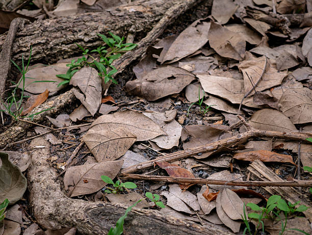 istock Tree base with exposed roots and fallen dry leaves on forest ground. 2232630431