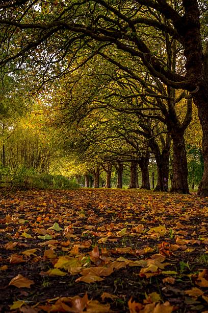 Tree Tunnel with Autumn Leaves on Ground