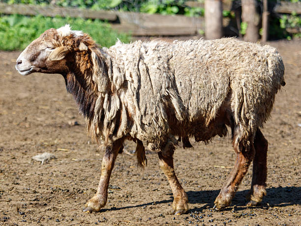 istock A sheep with a white face and brown wool 2232631524