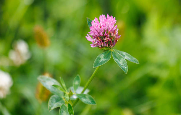 istock A pink flower with a green stem 2232631918