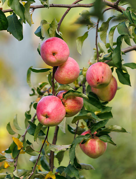 istock A bunch of red apples hanging from a tree 2232631960