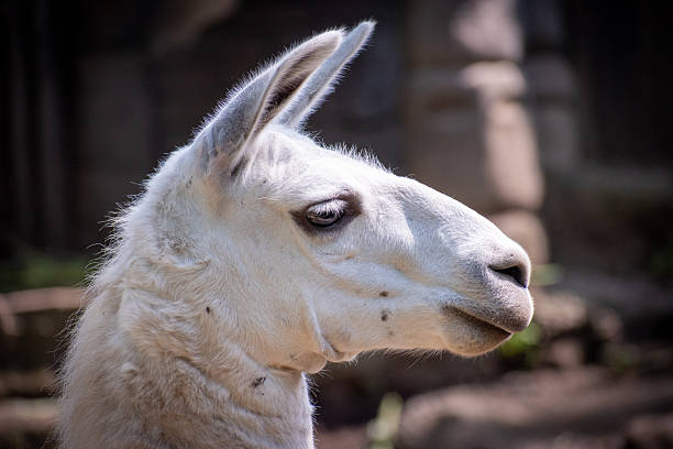 Close-up of a llama’s face showing its thick fur and calm expression.