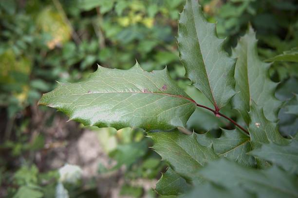 istock Oregon grape (holly-leaved mahonia) green leaves close-up 2232632252