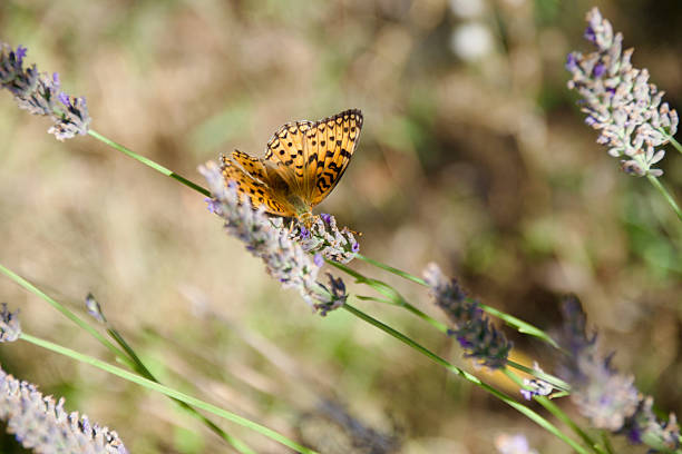 Orange butterfly on lavender blossoms collecting nectar, close-up of Argynnis species with detailed wings and natural summer meadow background