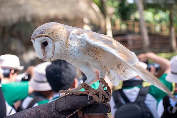 istock Elegant barn owl in focus, perched with talons visible, surrounded by soft, colorful nature blur. 2232632628