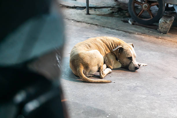 istock Relaxed Dog Resting on Concrete Floor 2232632717