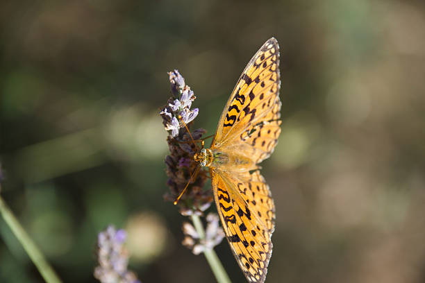 Orange butterfly on lavender blossoms collecting nectar, close-up of Argynnis species with detailed wings and natural summer meadow background