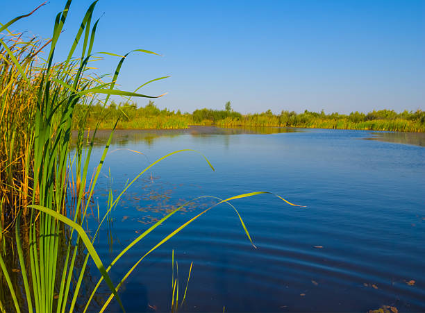 small calm lake covered by reed at the summer day