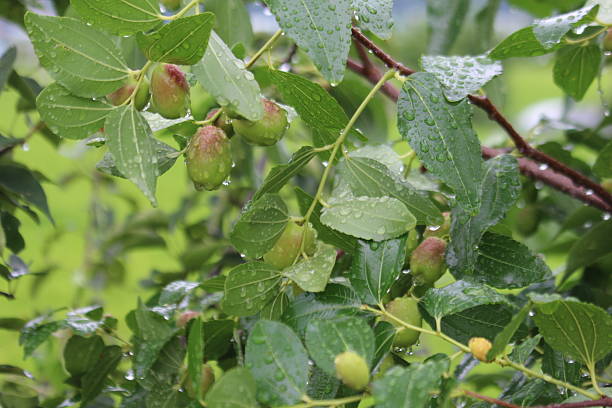 Jujube fruits on a tree on a background of green leaves