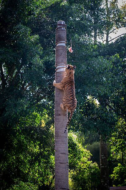 istock A tiger climbing high a rope-wrapped pole in a conservation setting. 2232633592