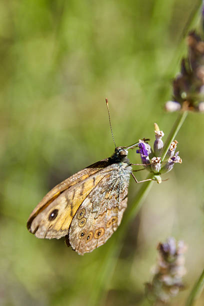 istock Orange butterfly on lavender blossoms collecting nectar 2232633599