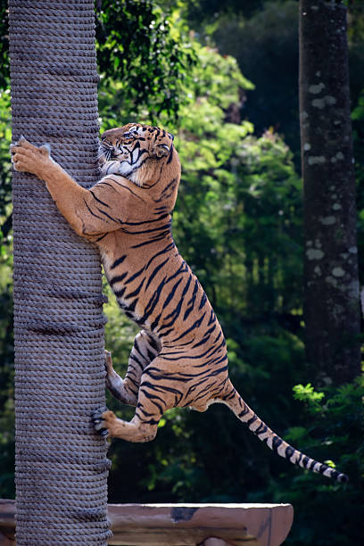 istock Tiger gripping and climbing a rope-covered pole in sunlight. 2232633643