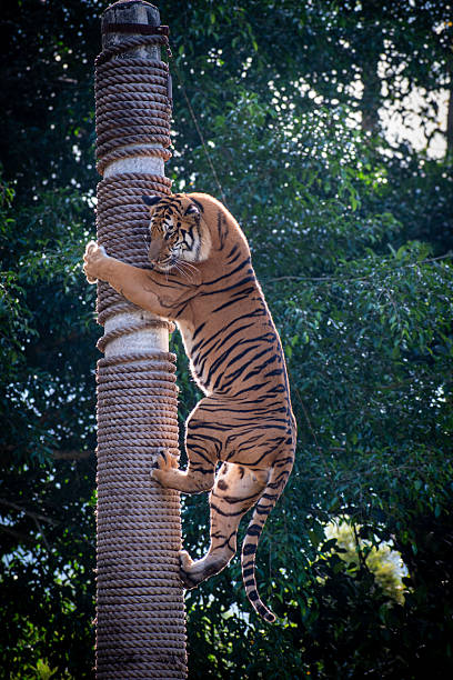 istock Bengal tiger climbing a rope-wrapped pole in a natural enclosure. 2232633645