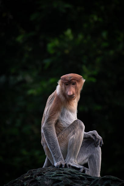 Proboscis Monkey Nasalis larvatus in mangrove in Borneo. funny largen red longnosed monkeys in the wild