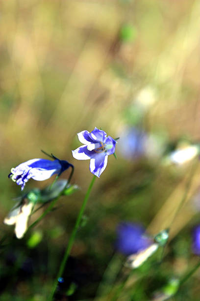 istock Harebell Campanula rotundifolia in fields near Burnsall Yorkshire Dales UK 2232634858
