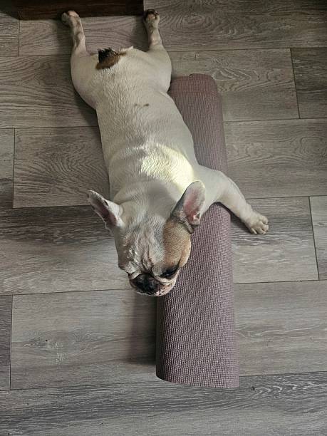 istock a French bulldog using a yoga mat 2232636251