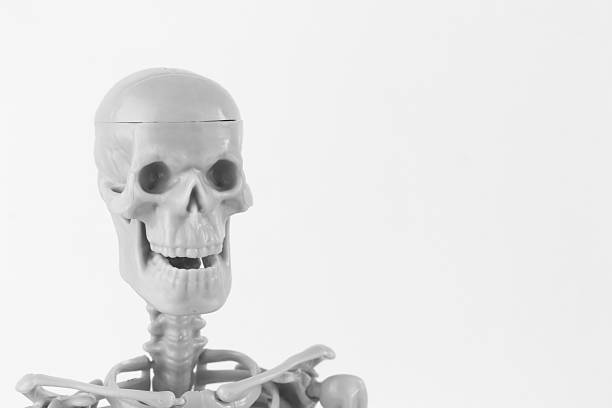 A smiling skeleton figurine with detailed bones on a clean white background, perfect for Halloween and spooky design themes.
