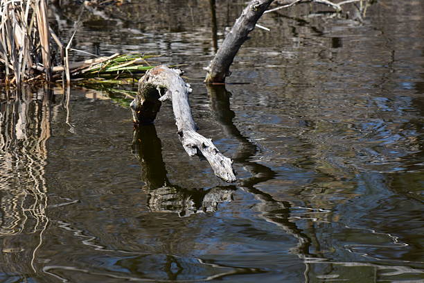 Single tree at Floodplain Forest (Longoz) in Bursa, Karacabey, Turkey.