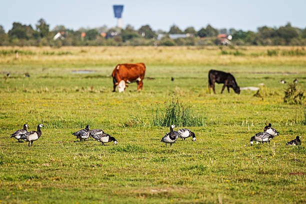 A pair of Barnacle Geese (Branta leucopsis) grazing in a wildflower meadow on a spring day in Sweden.