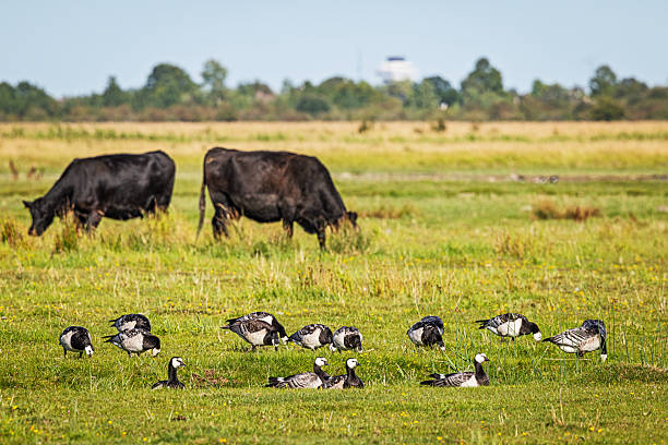 Barnacle geese arrive in Denmark in early autumn and spend the winter months here before returning to their Arctic breeding grounds in Svalbard and Siberia. This photo was taken at Kalvebod Fælled, a nature reserve located near Copenhagen Airport. Each winter, the area hosts more than 20,000 geese without causing any disruption to air traffic.