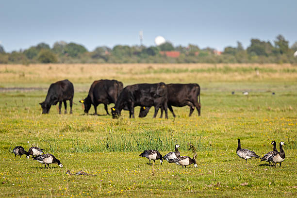 istock Barnacle geese (Branta leucopsis) grazing alongside cattle in a meadow 2232638576