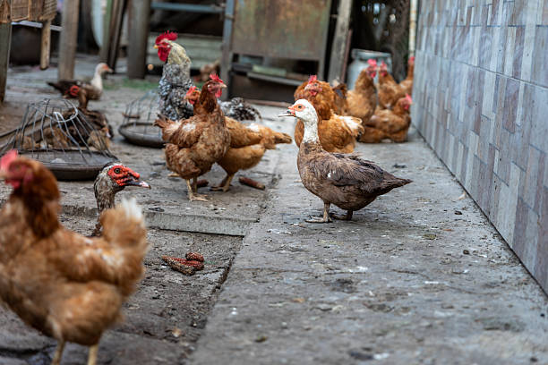 Group of chickens and a duck standing on a rustic farmyard, natural light, rural atmosphere, suitable for agriculture or food themes.