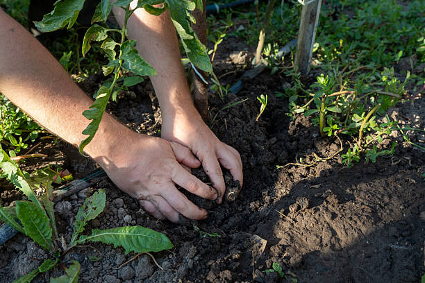 istock Close-up of hands planting a sapling in garden soil, 2232639538