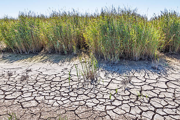 Coastal meadows play a vital role in biodiversity, offering seasonal flooding that provides feeding grounds for a wide variety of bird species. This image was captured at the southern tip of Amager Island, part of Greater Copenhagen. The area is renowned for its bird sanctuary and attracts large numbers of migratory birds throughout the year.
