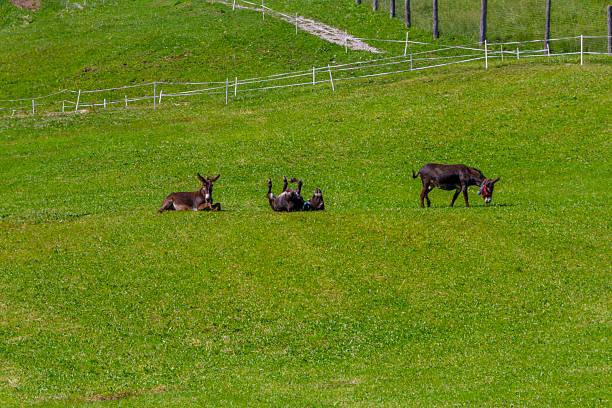 Three donkeys enjoying a sunny day in a vibrant green meadow. One donkey stands peacefully grazing, another rests calmly on the grass, while a third joyfully rolls on its back, displaying classic donkey behavior. This pastoral scene captures the natural beauty and serene atmosphere of rural life and animal contentment in a picturesque landscape.