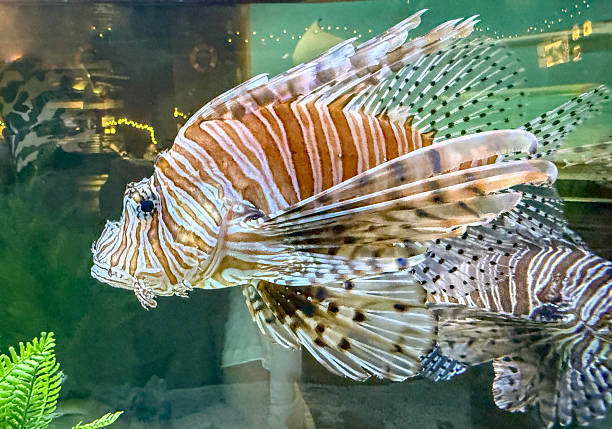 Red lionfish in aquarium