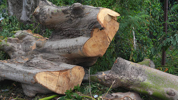 Large tree logs with visible cut marks and natural texture, stacked outdoors surrounded by greenery.