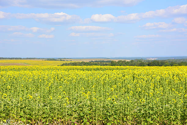 istock Vibrant Sunflower Field Under a Blue Sky 2232641559