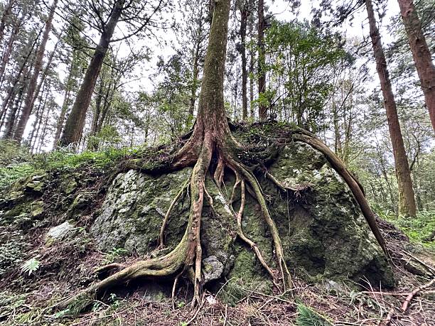 istock Alishan - Taiwan, August 20, 2025 tree encased stone 2232642362