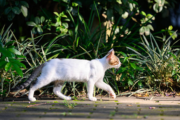 istock The kitten is walking in the garden. 2232643822