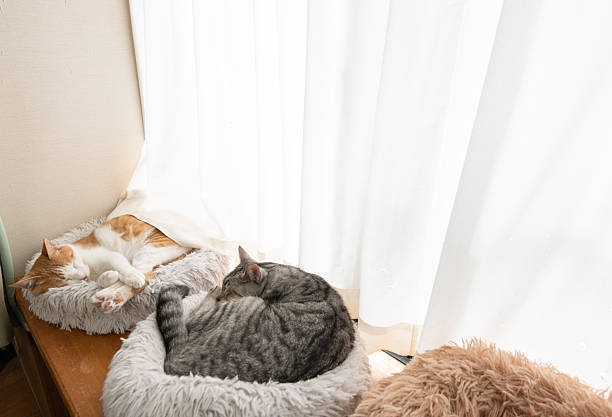 istock Two cute cats relaxing by the window 2232644325
