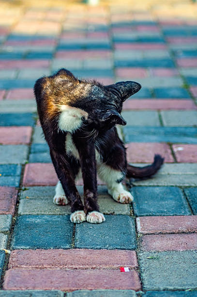 istock A black and white cat stands on a brick sidewalk, scratching its head with its hind leg. The animal is outdoors in natural light, creating a candid scene of feline behavior. 2232648120