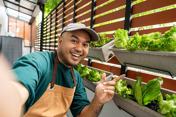 istock Fresh salad greens thrive in a vertical garden growing organically on a sunny backyard wall. Young asian man tends a vertical wall garden cultivating pesticide-free salad vegetables for healthy 2232649067