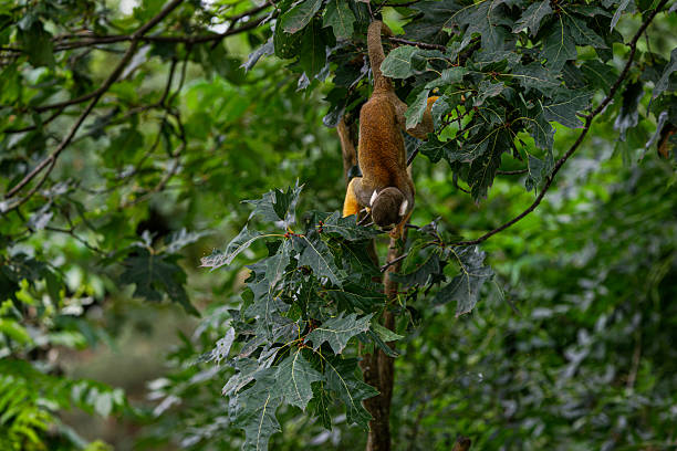 istock A monkey hanging upside down from a tree branch surrounded by green leaves 2232650681