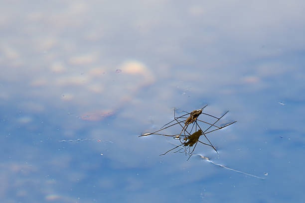 istock Close-up of two water strider insect making love on a calm water surface. 2232650711