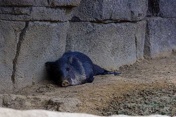 A wild Collared peccary (pecari tajacu) resting against a stone wall in a natural habitat.