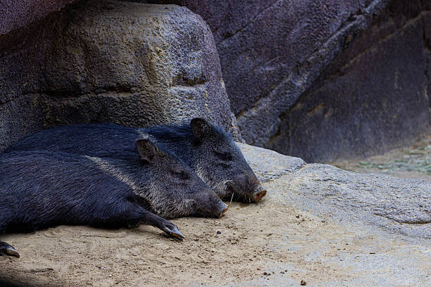 Two collared peccaries Collared peccary (pecari tajacu) resting on sandy ground near rocky terrain.