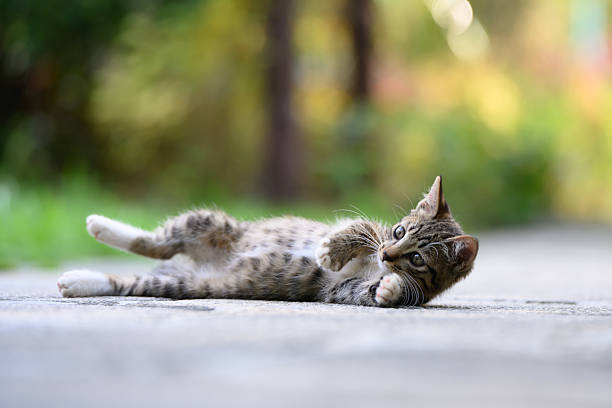 Kitten isolated on white background