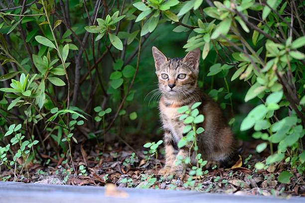 The kitten hid among the plants.