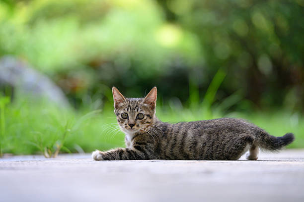 istock In the garden, the kitten lay sprawled on the ground. 2232651002