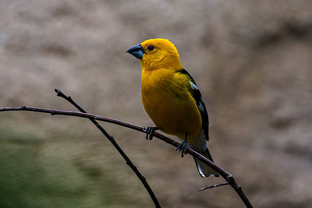 istock A vibrant Yellow grosbeak (Pheucticus Chrysopeplus) bird perched on a thin branch against a blurred background. 2232651264