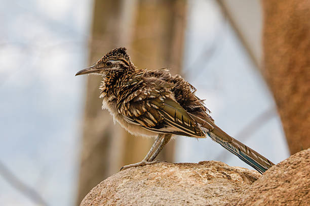 A roadrunner in flight south of Tucson, AZ. The Greater Roadrunner (Geococcyx californianus) is a large member of the cuckoo family that is resident from southwest United States to central Mexico. The roadrunner spends most of its time chasing down prey on the ground.