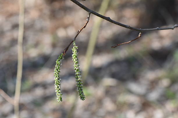 Close up of the first spring buds on a birch tree